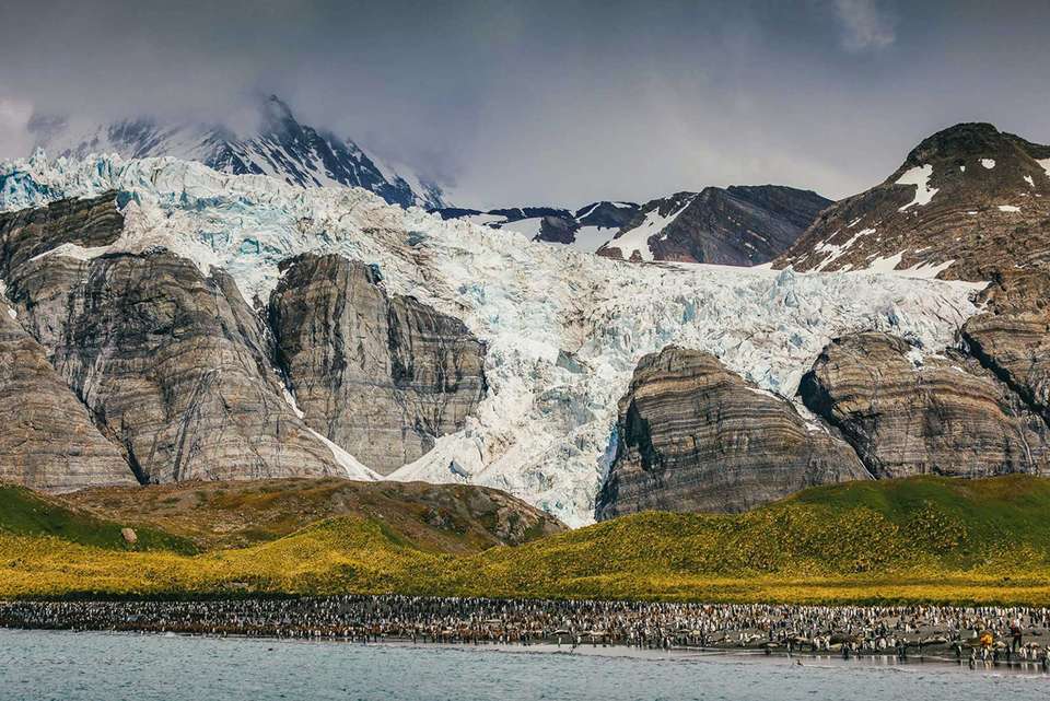 South Georgia and Antarctic Peninsula: Penguin Safari - undefined - Image 2