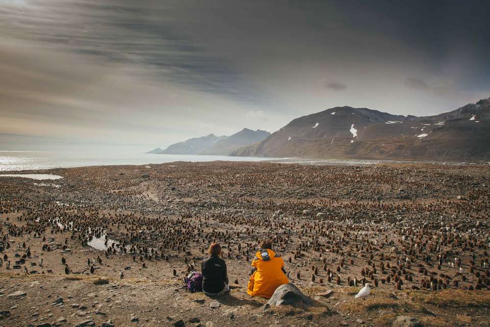 South Georgia and Antarctic Peninsula: Penguin Safari - undefined - Image 4