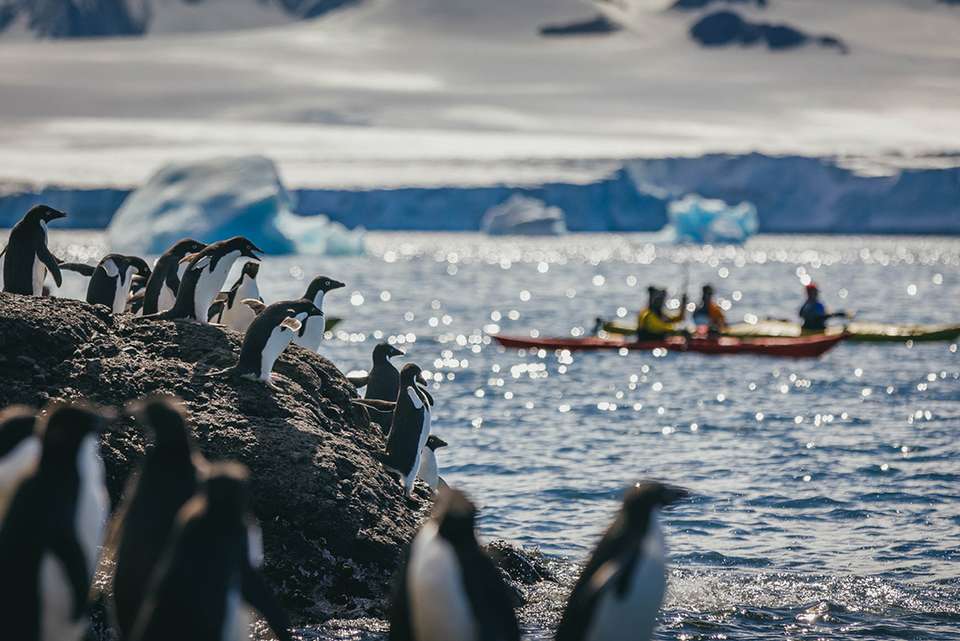 South Georgia and Antarctic Peninsula: Penguin Safari - undefined - Image 5