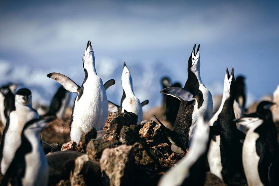 South Georgia and Antarctic Peninsula: Penguin Safari - undefined - Image 8