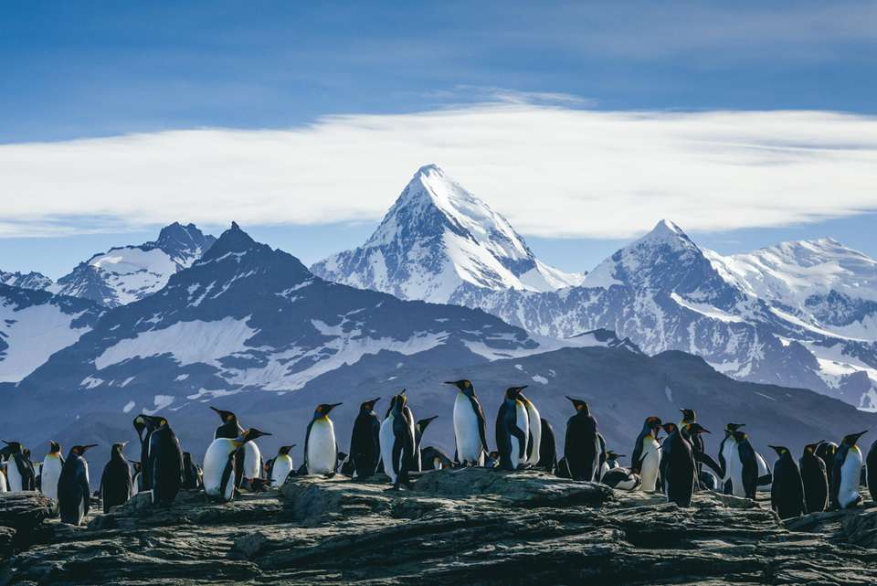 South Georgia and Antarctic Peninsula: Penguin Safari - undefined - Image 10