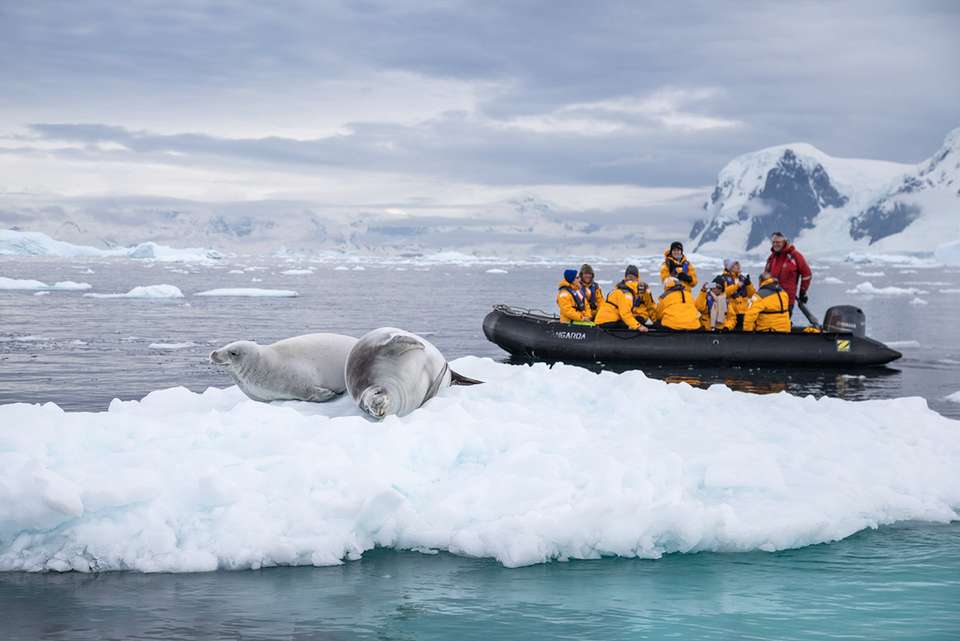 South Georgia and Antarctic Peninsula: Penguin Safari - undefined - Image 11