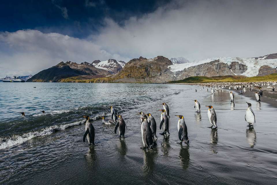 South Georgia and Antarctic Peninsula: Penguin Safari - undefined - Image 13
