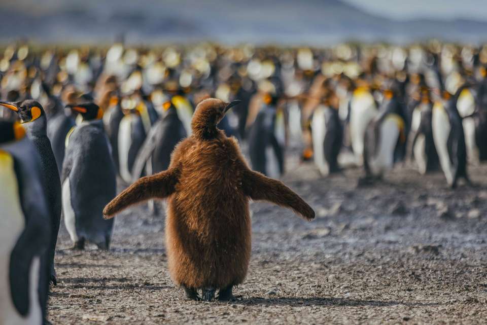 South Georgia and Antarctic Peninsula: Penguin Safari - undefined - Image 14