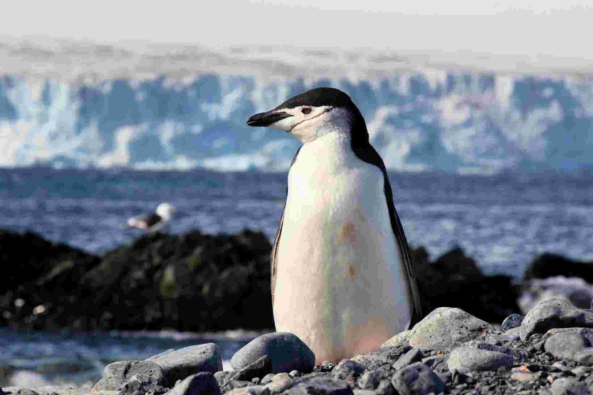 South Georgia and Antarctic Peninsula: Penguin Safari