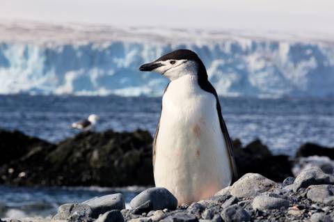 South Georgia And Antarctic Peninsula: Penguin Safari