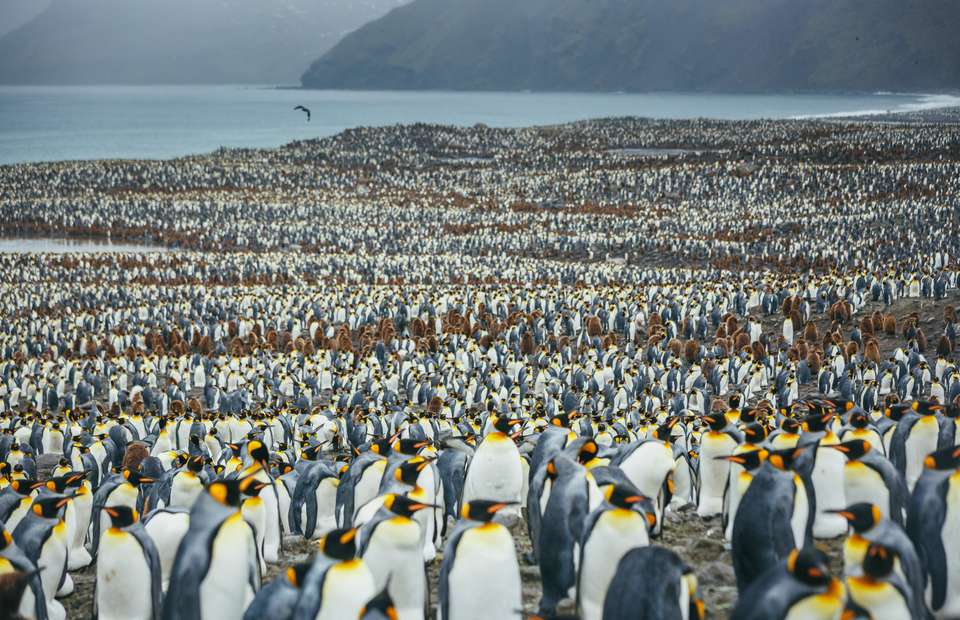 South Georgia and Antarctic Peninsula: Penguin Safari - Quark Expeditions - Argentina - Image 2