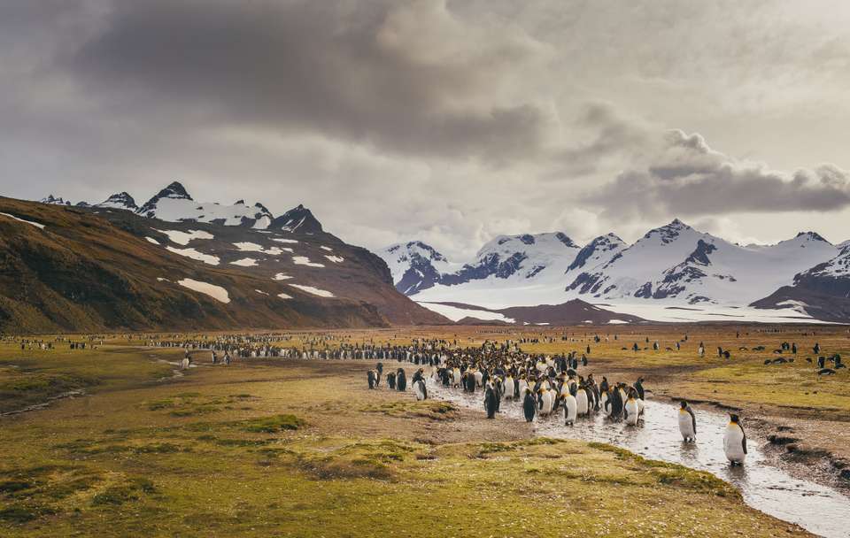 South Georgia and Antarctic Peninsula: Penguin Safari - Quark Expeditions - Argentina - Image 3