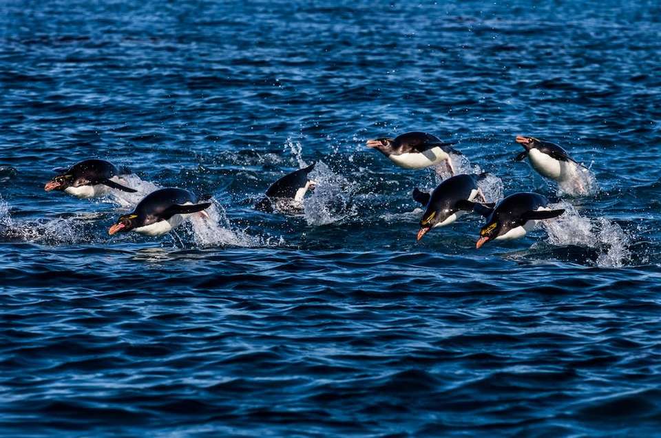 South Georgia and Antarctic Peninsula: Penguin Safari - Quark Expeditions - Argentina - Image 4