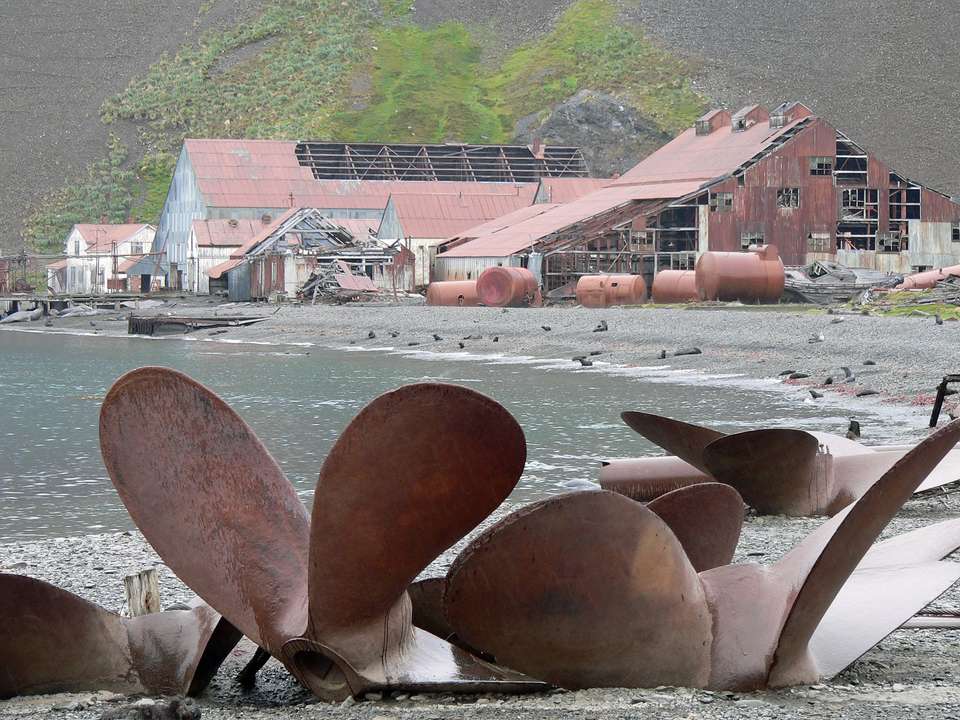 South Georgia and Antarctic Peninsula: Penguin Safari - Quark Expeditions - Argentina - Image 5