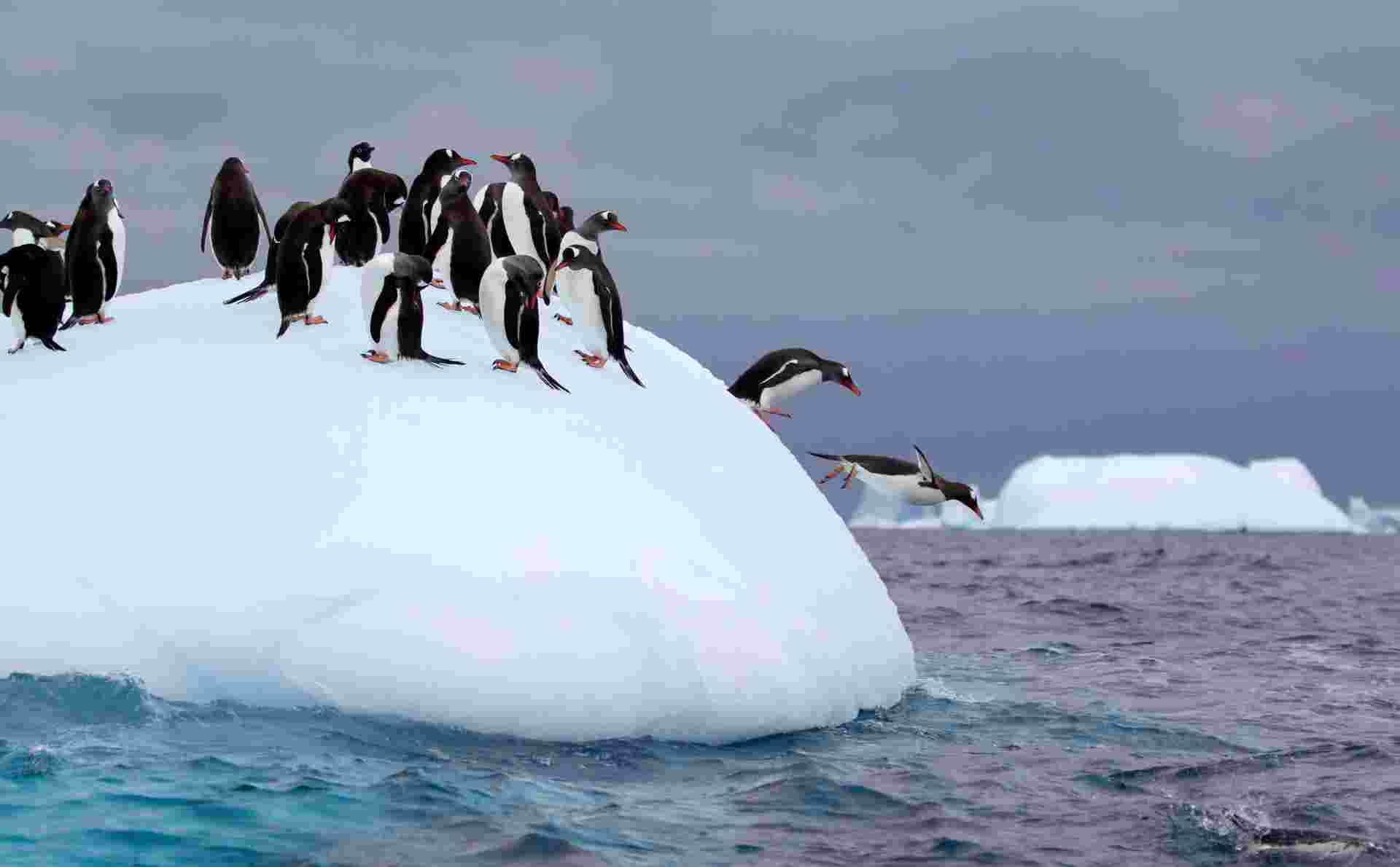 South Georgia and Antarctic Peninsula: Penguin Safari