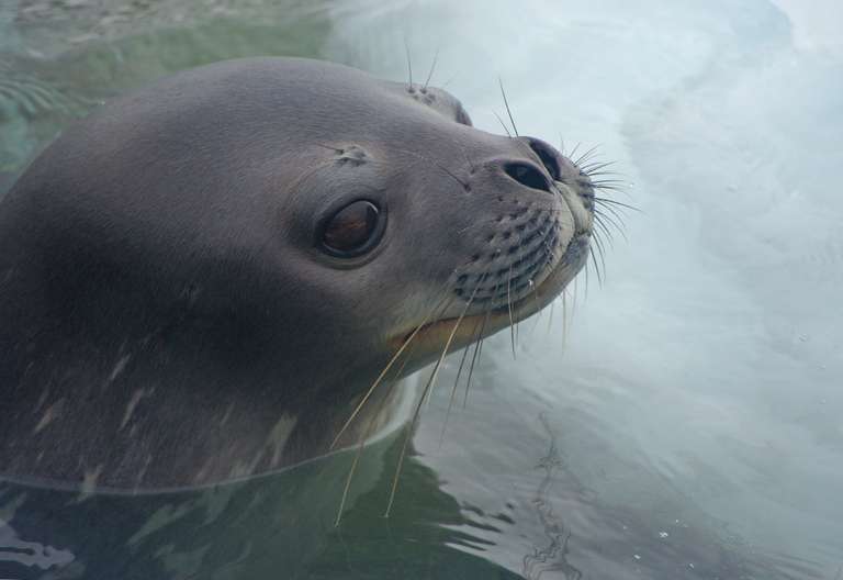 Argentina Cruise Tour: South Georgia and Antarctic Peninsula: Penguin Safari