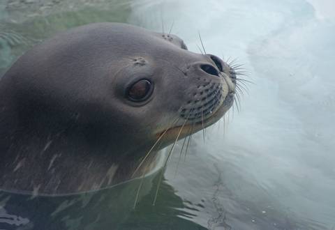 Experienced Travelers Trips: South Georgia And Antarctic Peninsula: Penguin Safari