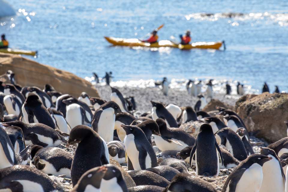 South Georgia and Antarctic Peninsula: Penguin Safari - Exodus Adventure Travels - Argentina - Image 3