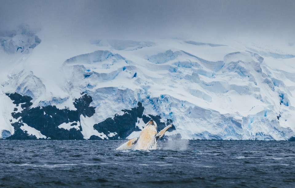 South Georgia and Antarctic Peninsula: Penguin Safari - Exodus Adventure Travels - Argentina - Image 5