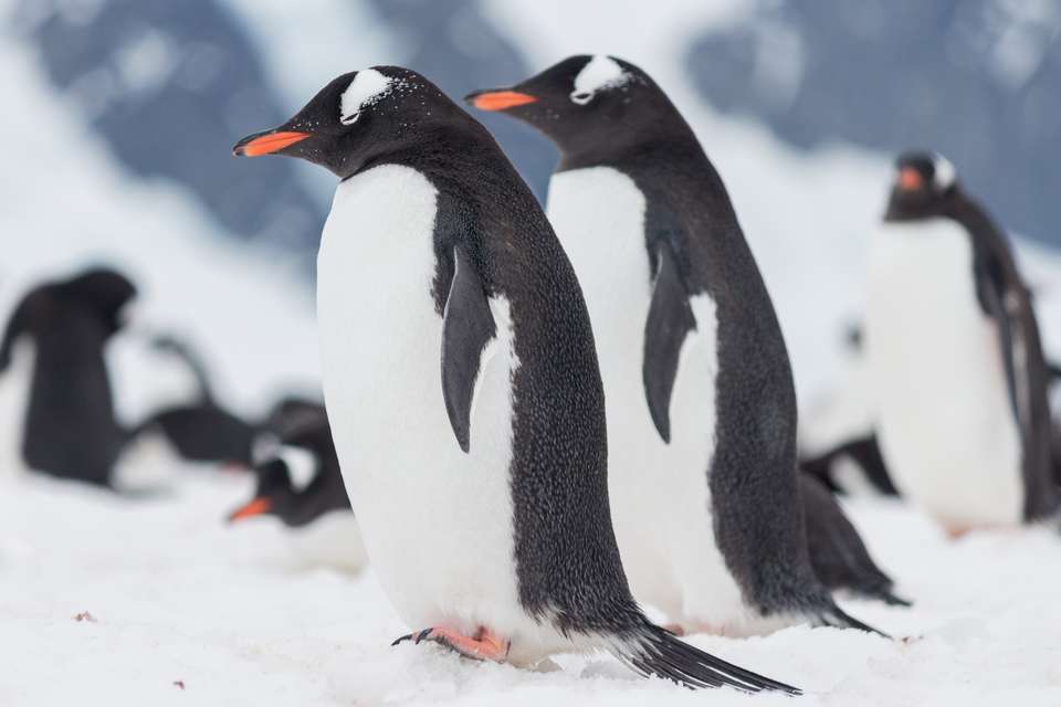 South Georgia and Antarctic Peninsula: Penguin Safari - Exodus Adventure Travels - Argentina - Image 6