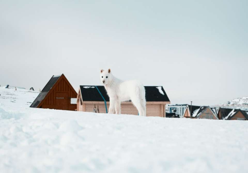South Greenland Adventure - undefined - Image 5