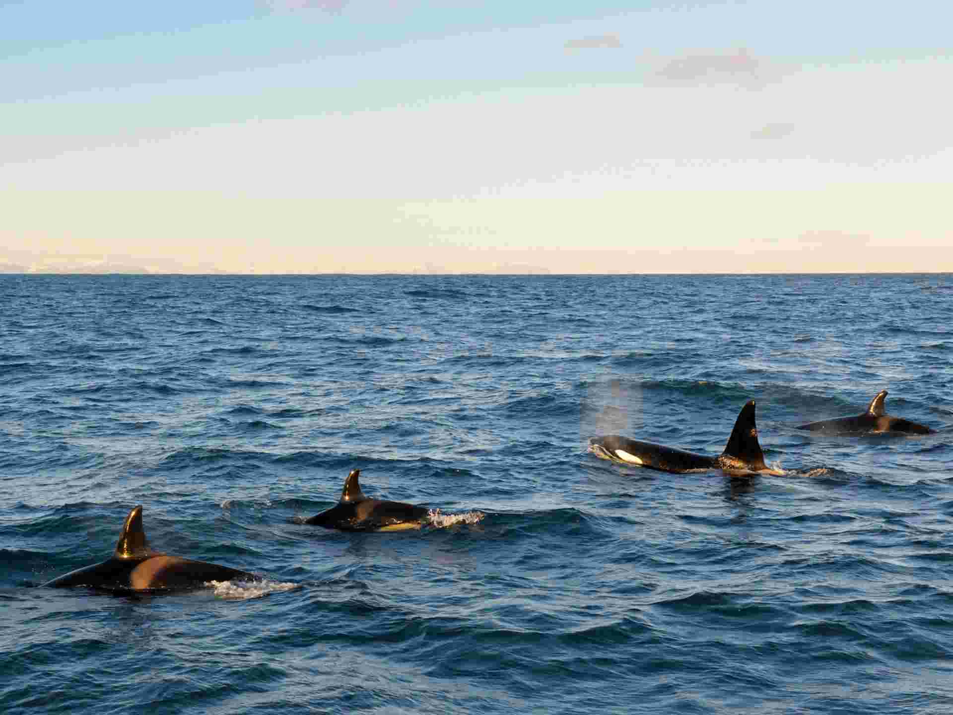 South Iceland Summer Explorer - 6 days