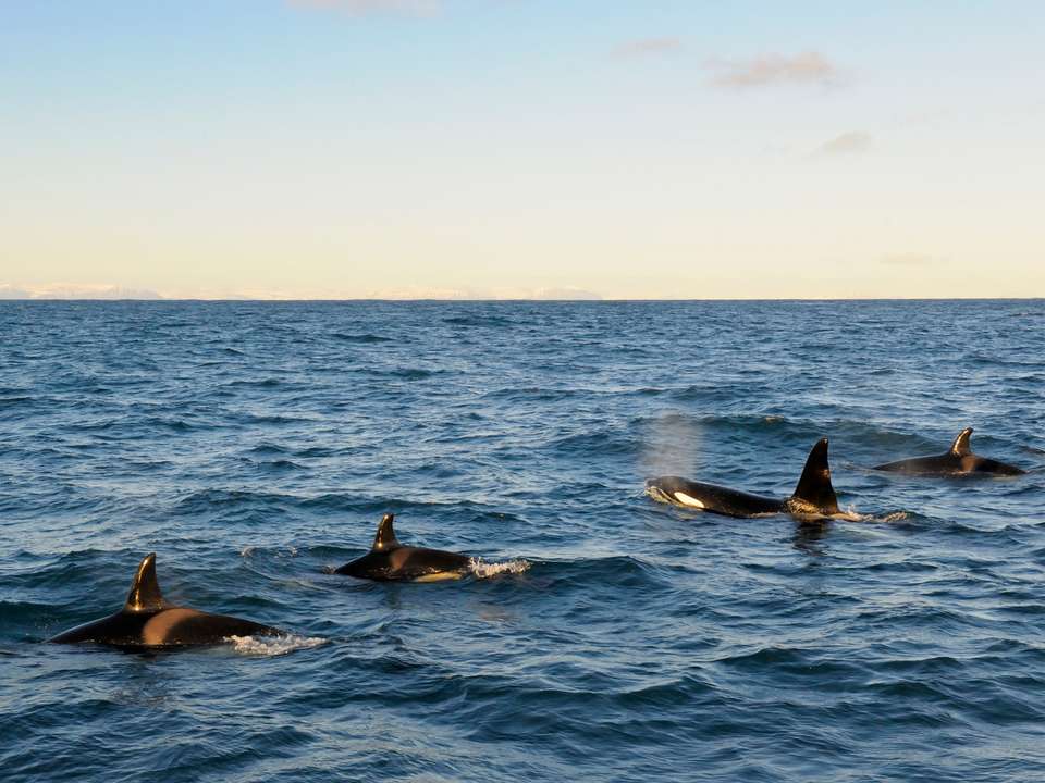 South Iceland Summer Explorer - 6 days - On The Go Tours - Iceland