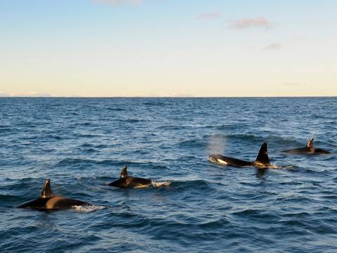 Northern Europe Adventure Tour: South Iceland Summer Explorer - 6 Days