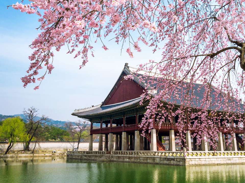 South Korea Autumn Flower Festival - 7 days - On The Go Tours - South Korea