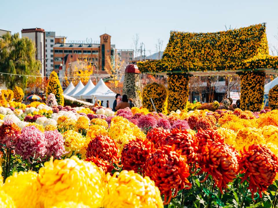 South Korea Autumn Flower Festival - 7 days - On The Go Tours - South Korea