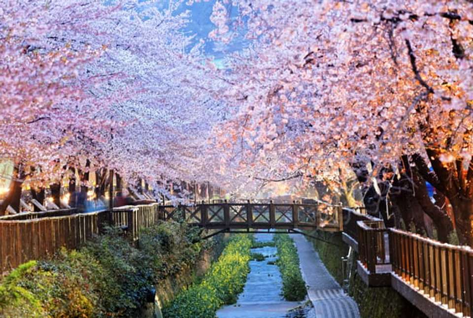 South Korea Cherry Blossom Festival - 7 days - On The Go Tours - South Korea - Image 5