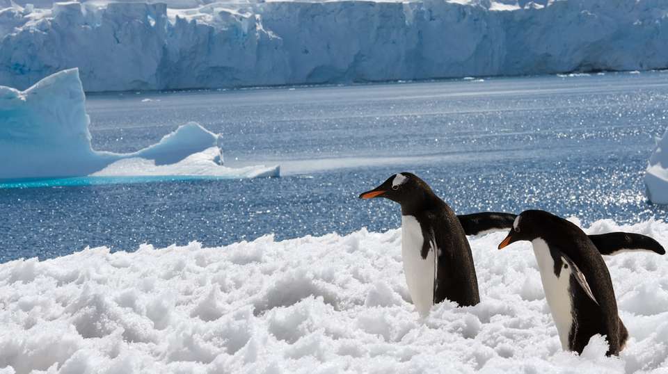 South Shetland Islands & Antarctic Peninsula - undefined - Image 2