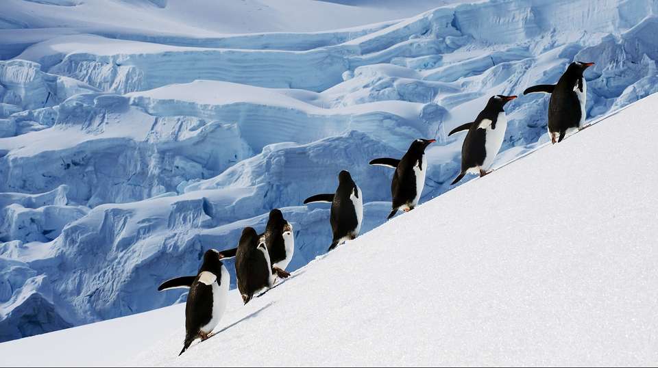 South Shetland Islands & Antarctic Peninsula - undefined - Image 5