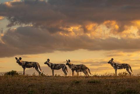 Southern Africa Adventure - January 2027