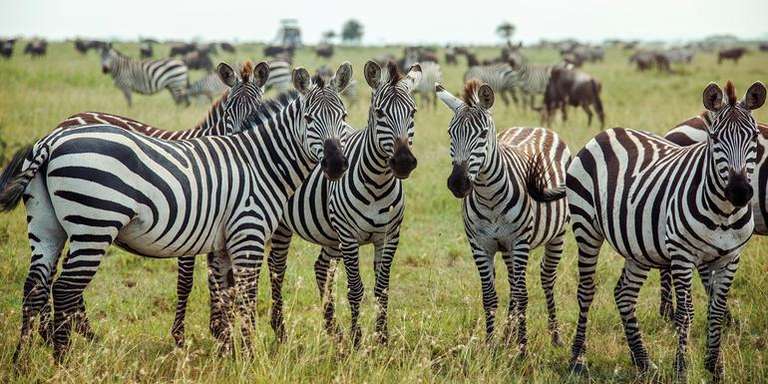 Southern Africa Encompassed: Bush Camps & Wildlife Spotting trip - alternative tour available
