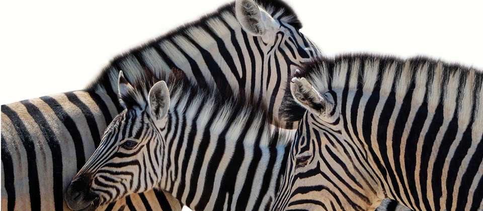 Southern Africa Explorer: Cape to Falls - World Expeditions - South Africa - Image 5