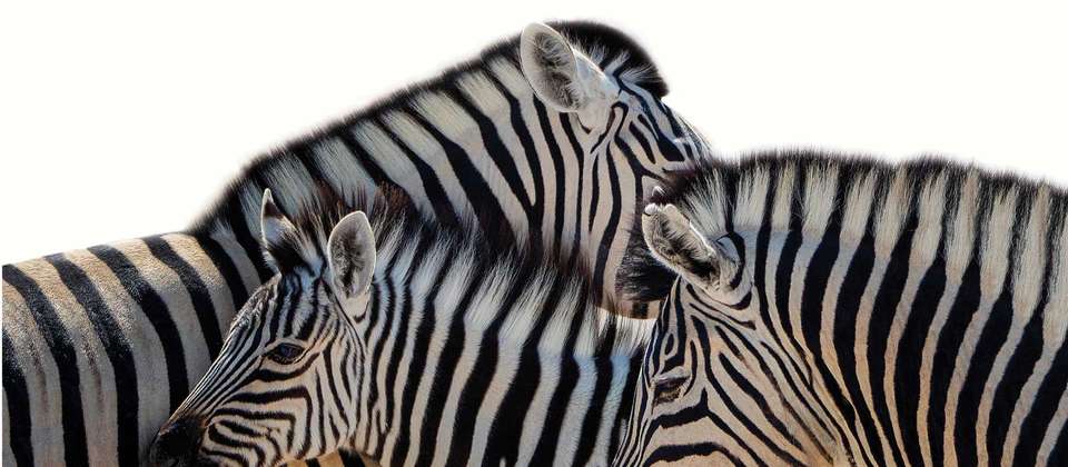 Southern Africa Explorer (VFA to CPT) - World Expeditions - Zimbabwe - Image 5