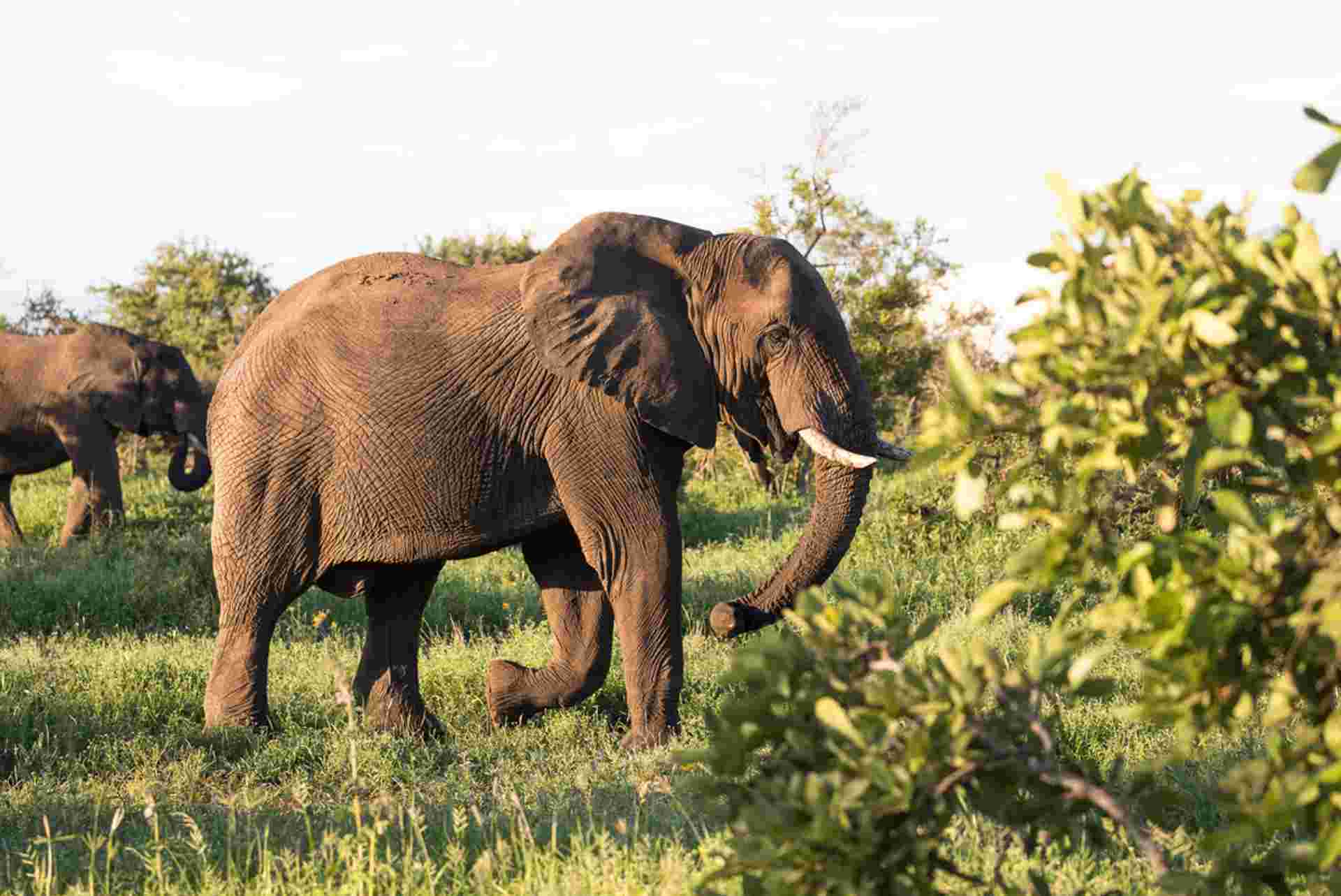 Southern Africa Safari