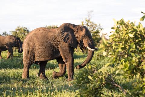 Southern Africa Safari - 9 Days