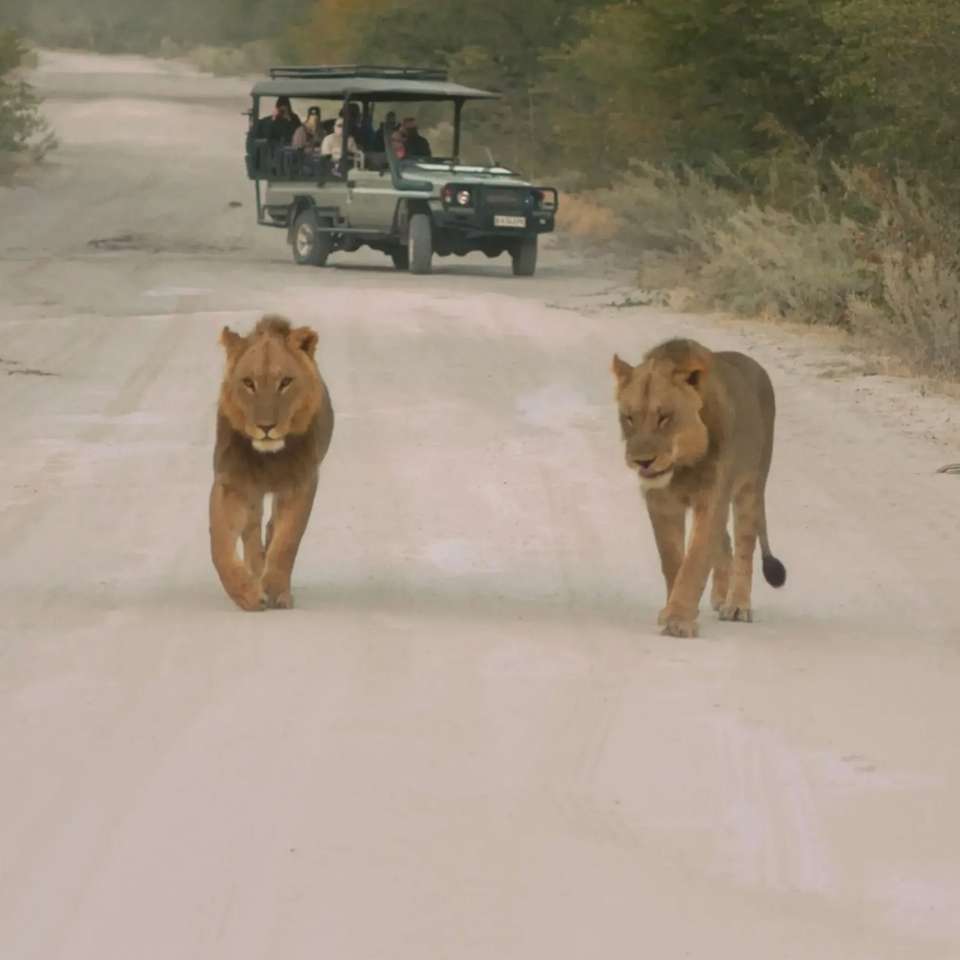 Southern Africa Safari - undefined - Image 5