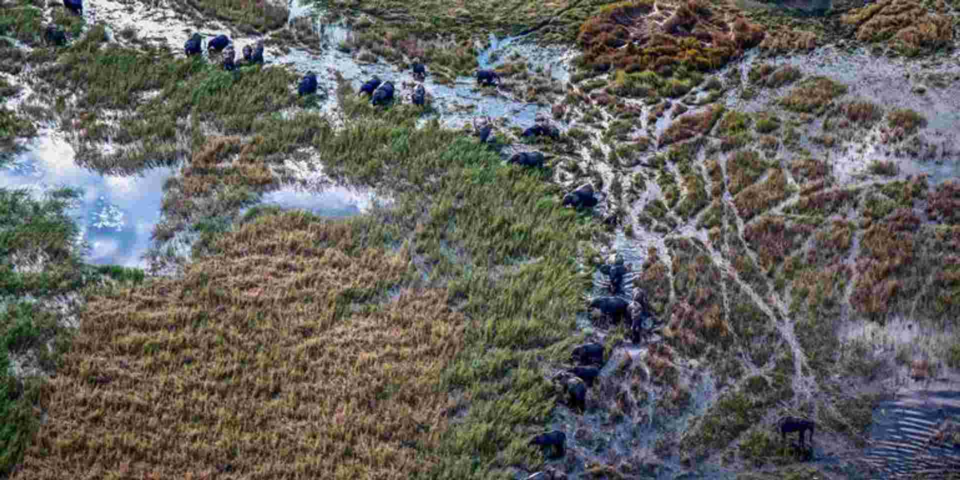 Journeys: Southern Africa Safari Experience