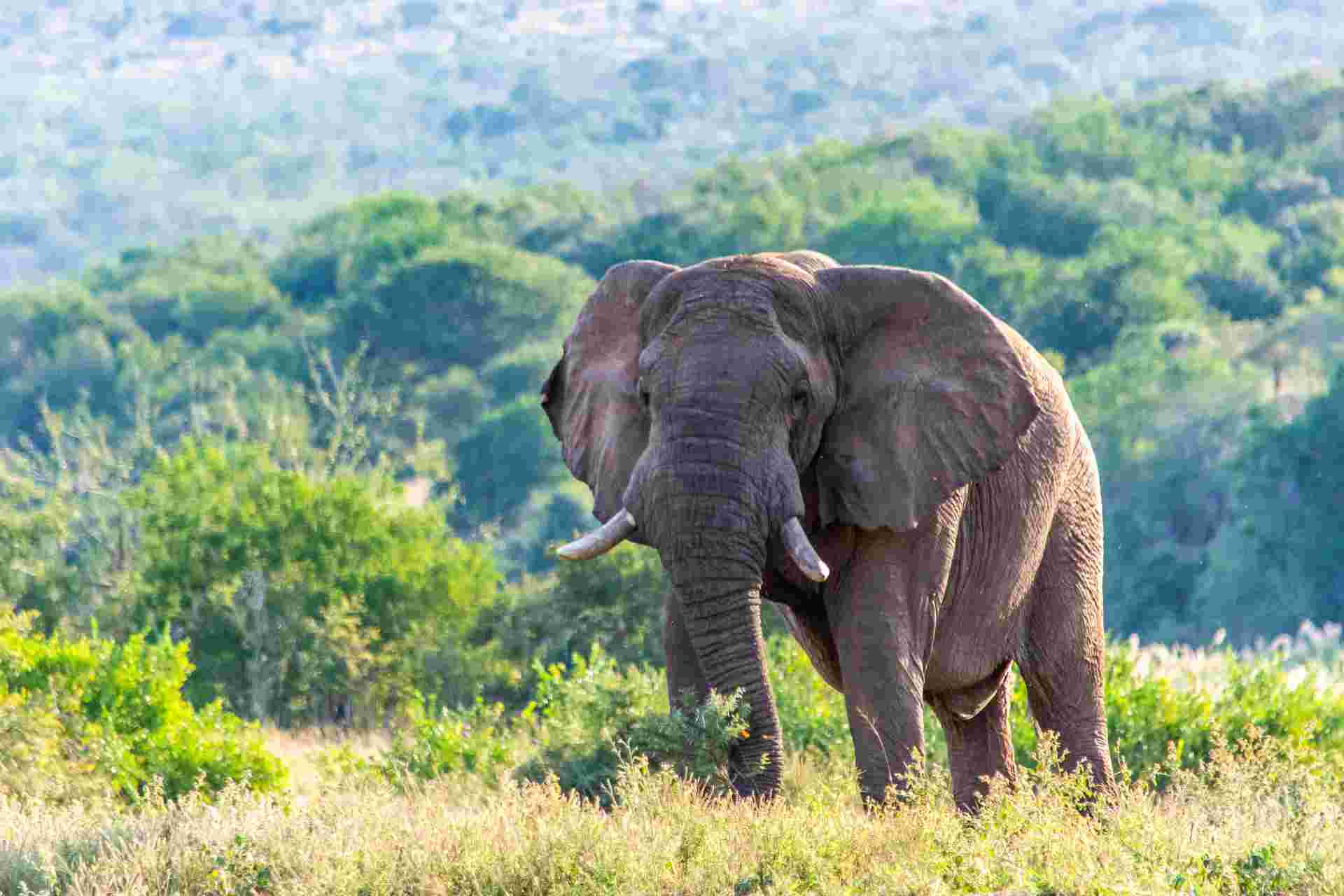 Southern Africa Safari: Kruger & Coast