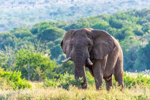 Southern Africa Safari: Kruger & Coast - 11 Days