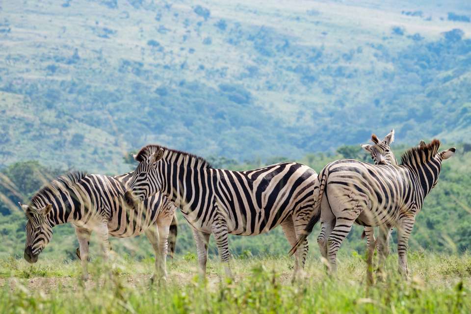 Southern Africa Safari: Kruger & Coast - Exodus Adventure Travels - South Africa - Image 6
