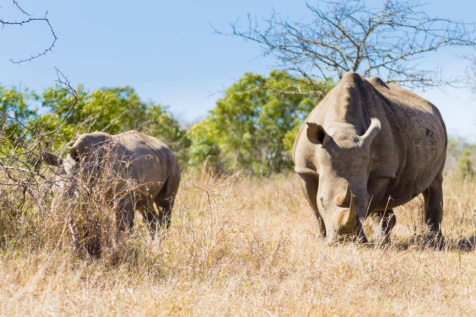 Southern Africa Safari: Kruger & Coast - Exodus Adventure Travels - South Africa - Image 3
