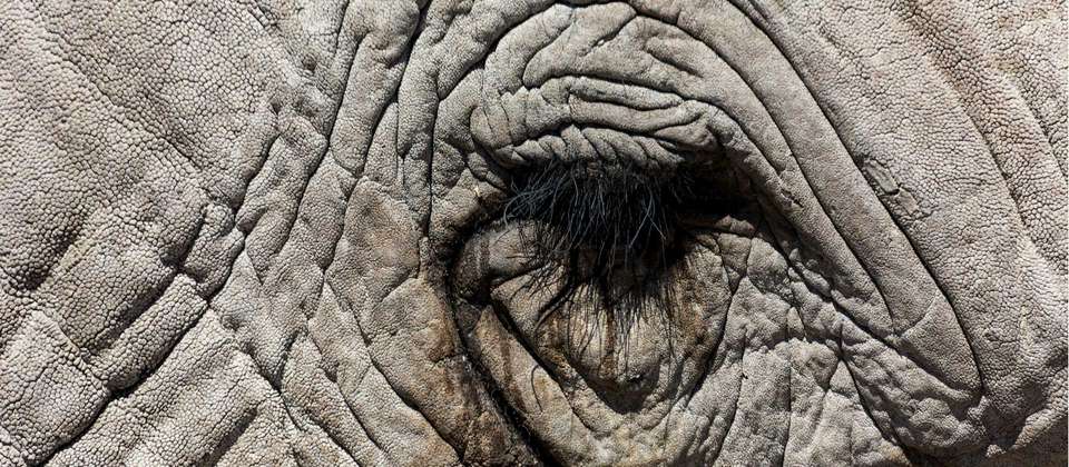 Southern African Desert Rivers and Wildlife (VFA to WDH) - World Expeditions - Zimbabwe - Image 4