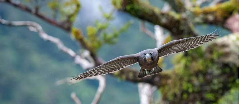 Southern Fiords Discovery trip - alternative tour available