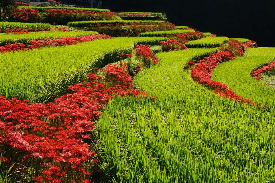 Southern Japan Experience - Intrepid Travel - Japan - Image 5