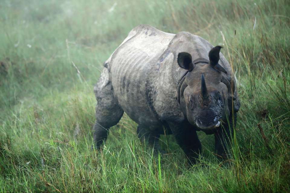Spirit Of Nepal: Heritage, Wildlife & Mountain Beauty, French-speaking Guide, Private Tour - Destination Services - Nepal - Image 5