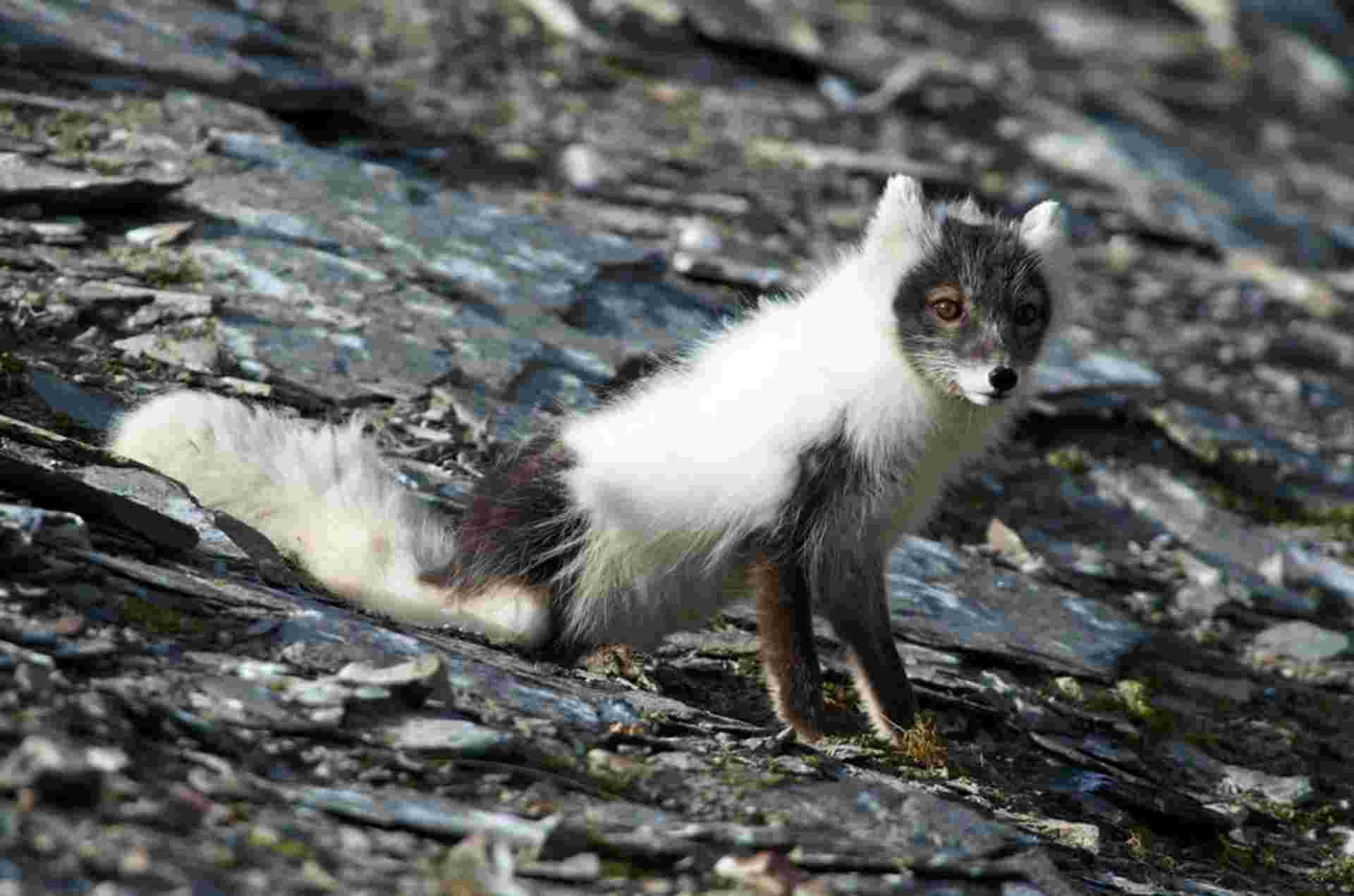 Spitsbergen Circumnavigation: A Rite of Passage