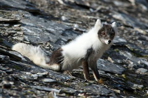 Spitsbergen Circumnavigation: A Rite Of Passage - 15 Days