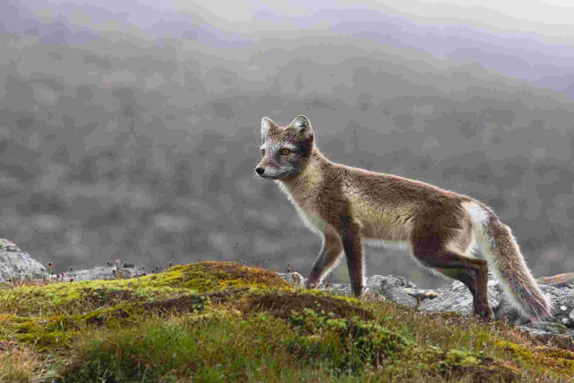 Spitsbergen Circumnavigation: A Rite of Passage