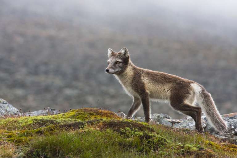 Spitsbergen Circumnavigation: A Rite of Passage - 14 days