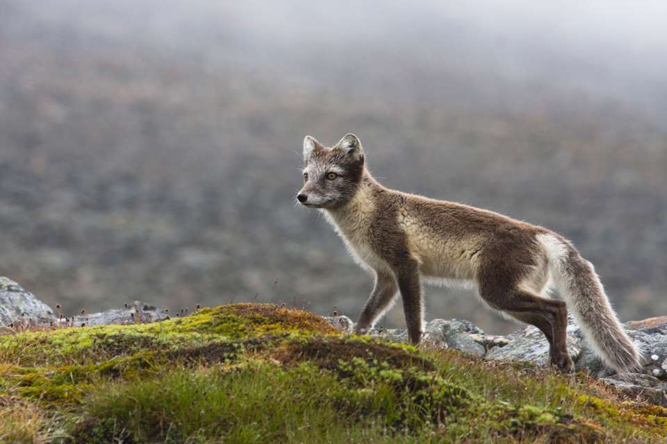 Spitsbergen Circumnavigation: A Rite of Passage - Exodus Adventure Travels - Finland - Image 1